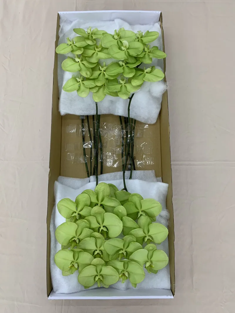 2021 New Listing Hot-selling Wishing Green Phalaenopsis Fresh Cut Flowers