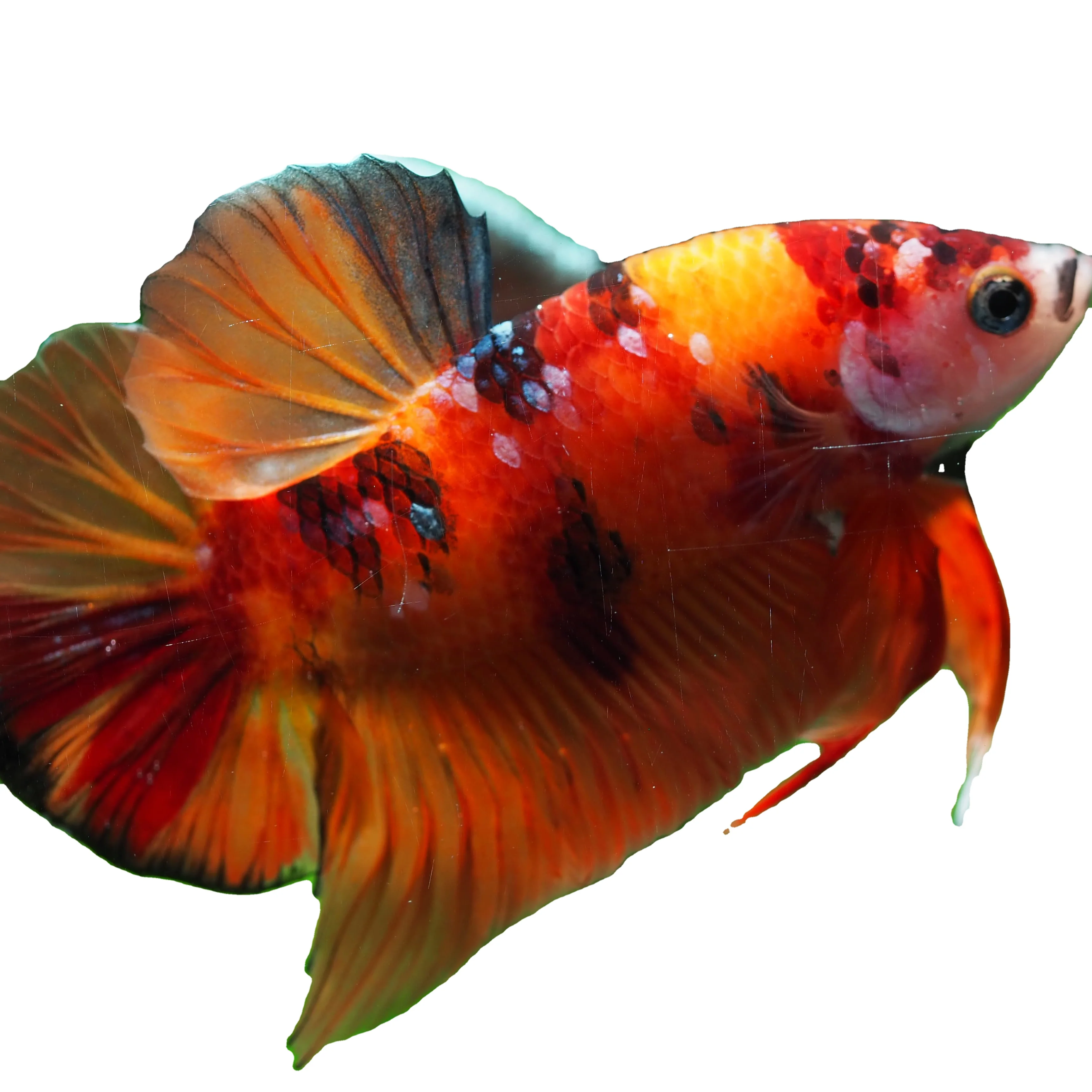 
HMPK NEMO KOI STAR BETTA - Muticolor Thailand Betta Fish Premium Quality Plakat Siamese Fighting Fish Ornamental Aquariums 