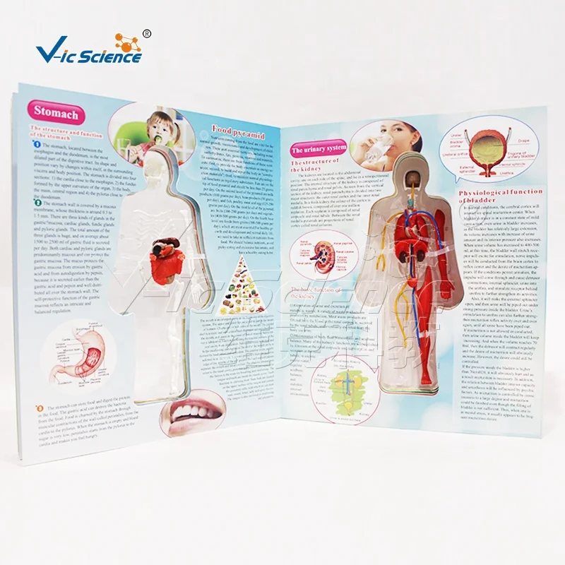 Skeleton structure chart in the human body encyclopedia human body model science set puzzle toy