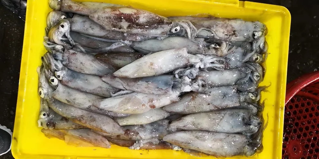 Новое поступление Zhoushan City lолиго кальмар полностью очищенный замороженный Wr Illex серебристый для продажи на рынке