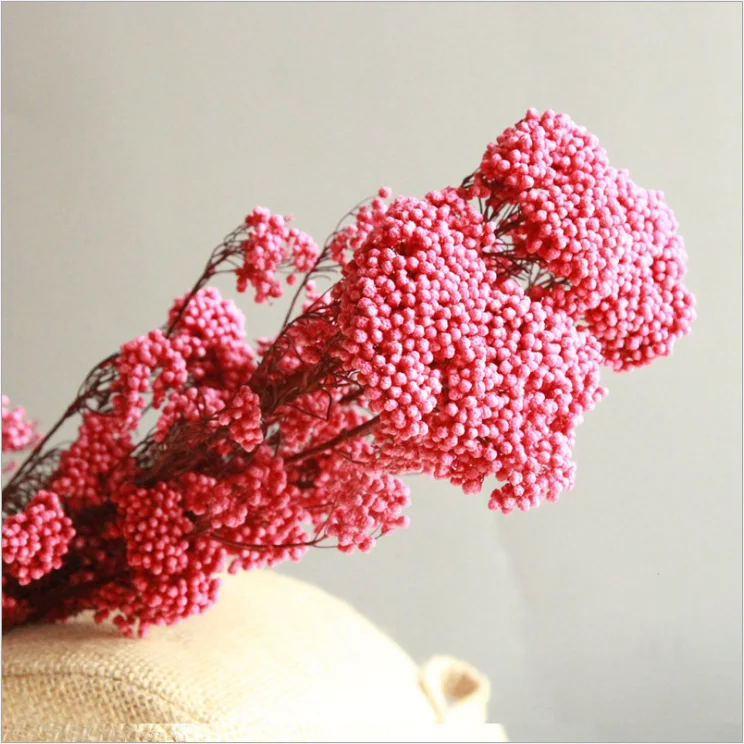 Wholesale  Natural Plant Real Millet Preserved Dried Flower Multi Colors Rice Flower For Wedding Decoration