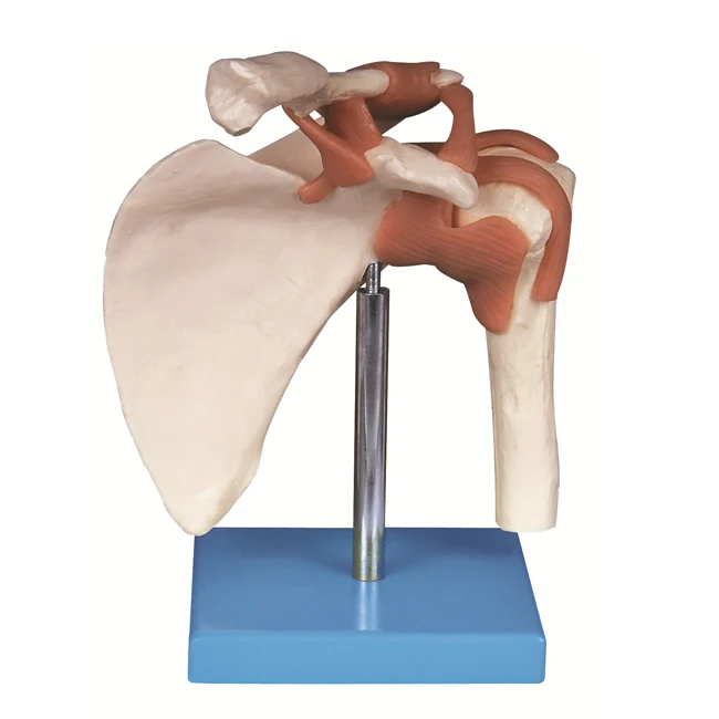 Medical Science Models Shoulder Joint Human Skeleton Anatomical  Model GD/A11209/1