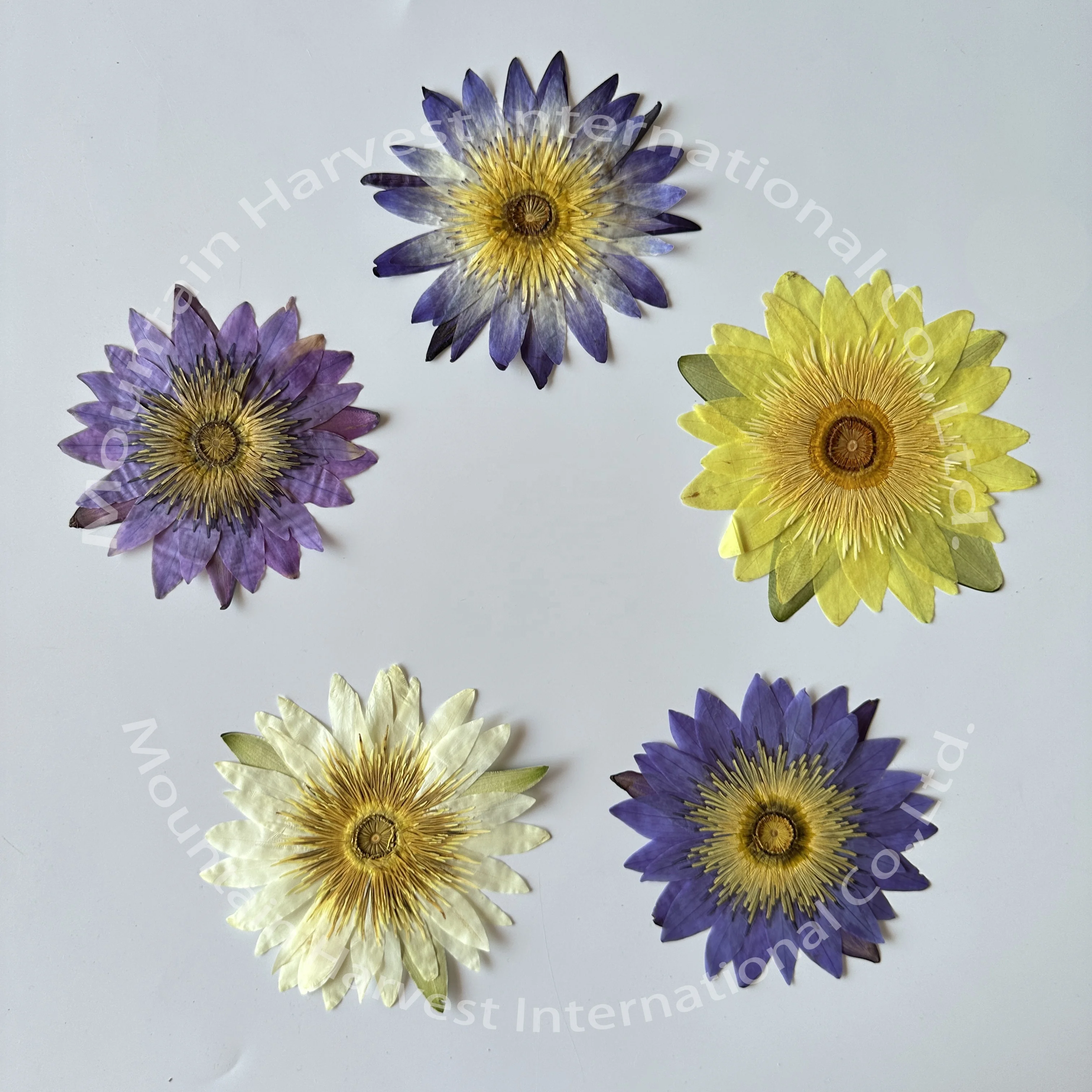 Lotus Floral Water Lily Waterlilies Pressed Flower For Photo Frame