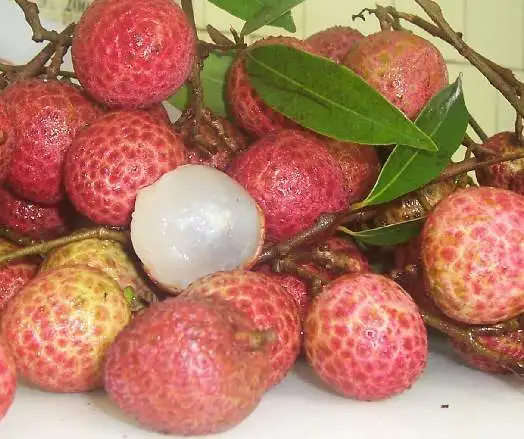 Factory Price Polyphenol Litchi Extract Litchi Peel Extract
