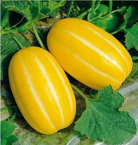 Early mature sweet hybrid melon seeds for planting Huangxiu