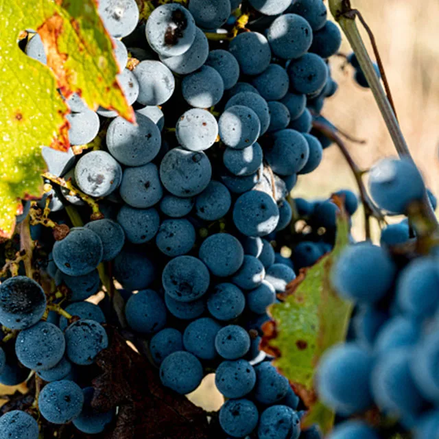 Ароматный меллоу вкус от поставщика магазина витрин