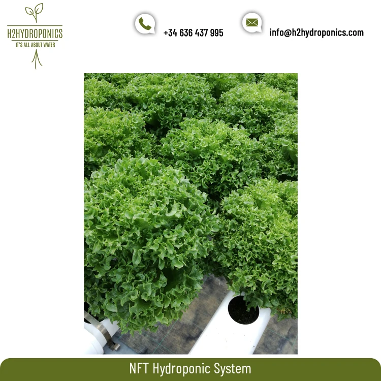 Top Listed Exporter of Optimum Quality Fertilizer Saver NFT Hydroponic System at Affordable Price