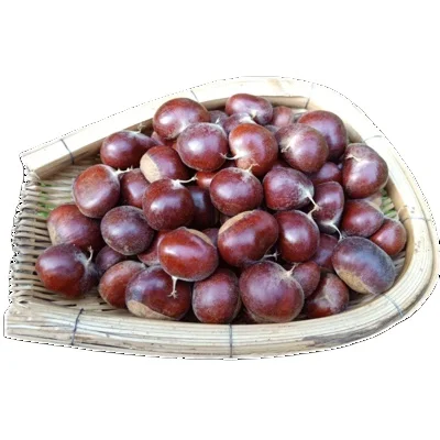 China Healthy Organic Chestnut Export Fresh Raw Chestnut Wholesale Cheap Price for sale