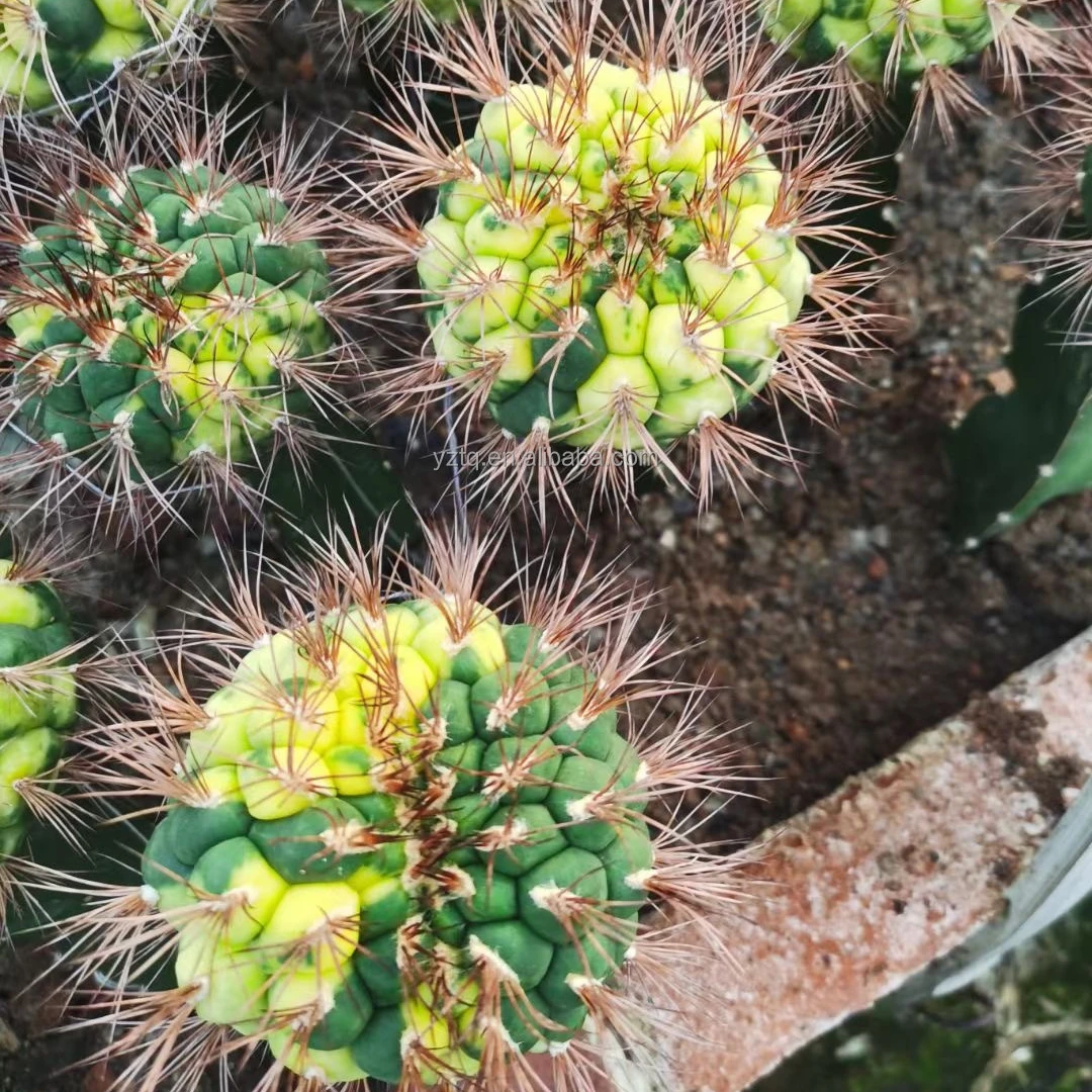 succulents live plants Wholesale cactus Gymnocalycium saglionis variegated Real Plants  natural Ornamental cactus