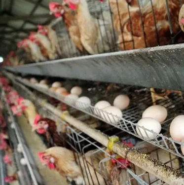 Feed Additive Poultry Probiotics Yeast Improve Egg Production