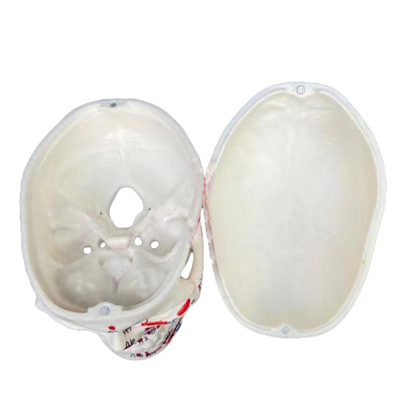 production human skeleton 1/2 size PVC head skull anatomical teaching model with color muscle 3 parts mini  Colored skull model