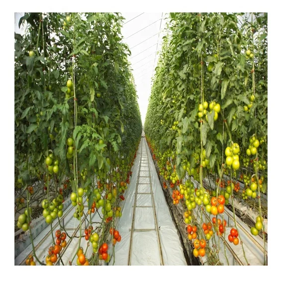 
Cost-effect Commercial Greenhouse with Fully Automatic Hydroponic Grow Systems 