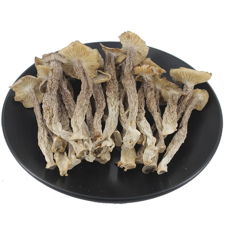 High Quality Dried Natural Pilose Antler Mushroom Velvet Antler Mushroom for Sale