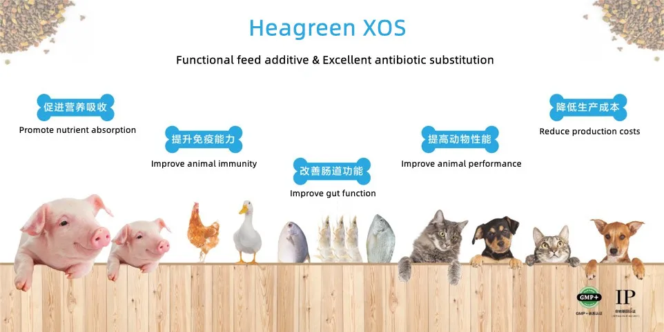 Excellent alternative to antibiotics Feed grade XOS for Feed premix
