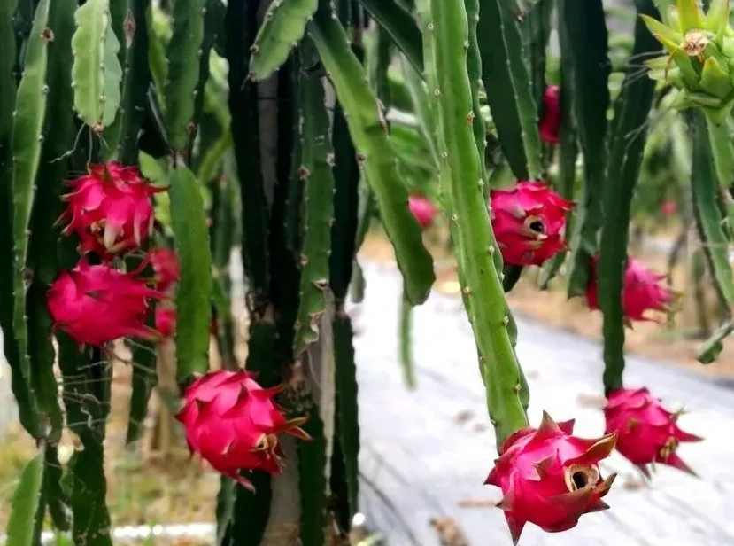 Dragon Fruit Sapling Seeds Dragon Fruit Milkshake
