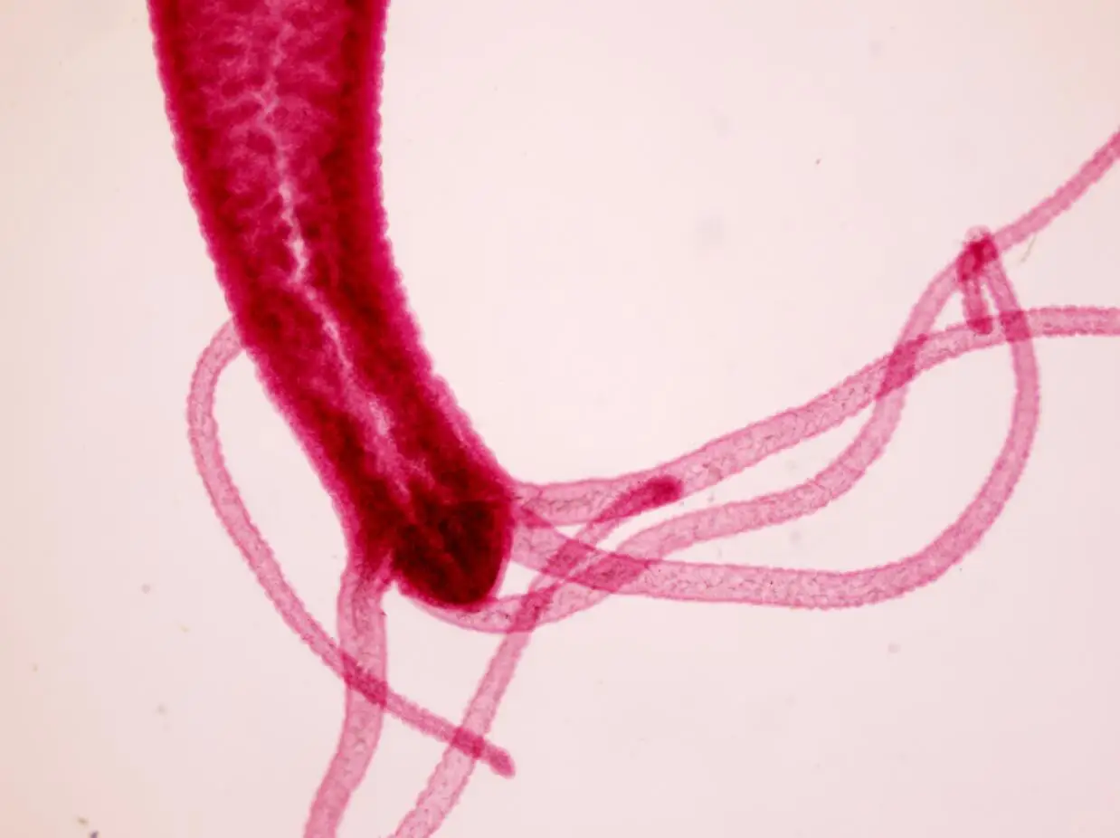 Biological Microscopes Slides Middle School Student Gift Teaching Resource 10 pcs Set Zoology Prepared Slides