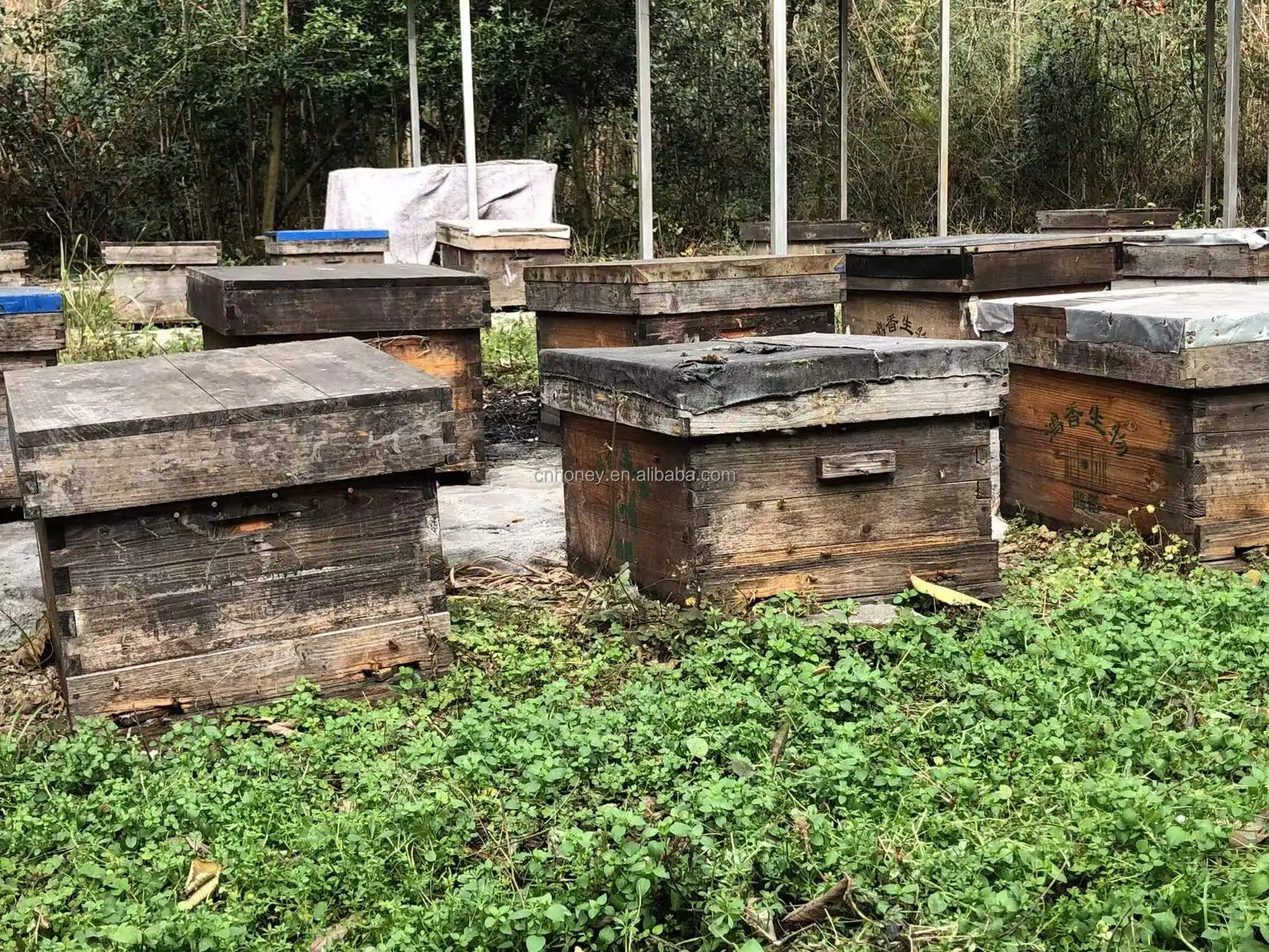 Манука, 100% пчелиный мед, оптовая продажа, высокое качество, натуральный мед, чистый белый, 1 кг