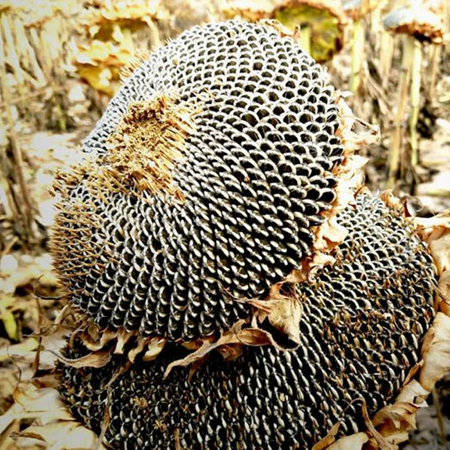 Chinese sunflower seeds 170-180 big size sunflower seeds T6