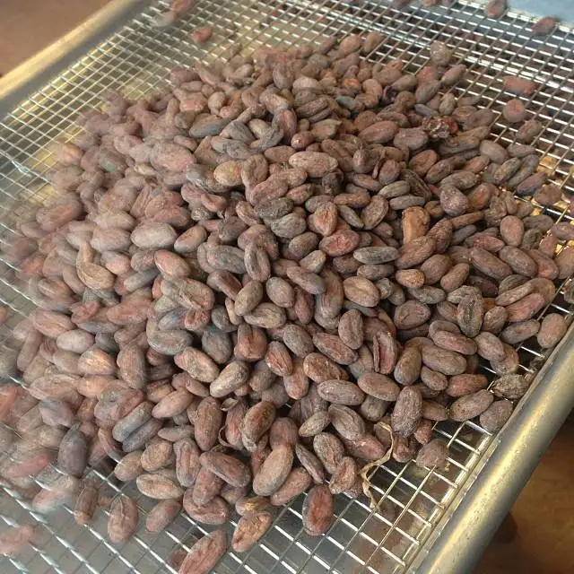 Wholesale High Quality Dried Organic Roasted Flavored Cocoa Beans High Quality Grade Sale by Bulk Supplier