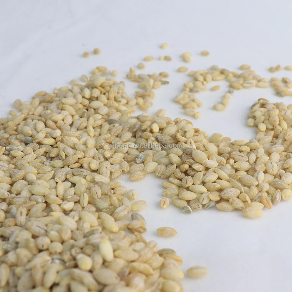 Wholesale Low Fat High Protein Qinghai Origin Qingke Hordeum Vulgare Highland Barley Green Barley Grain