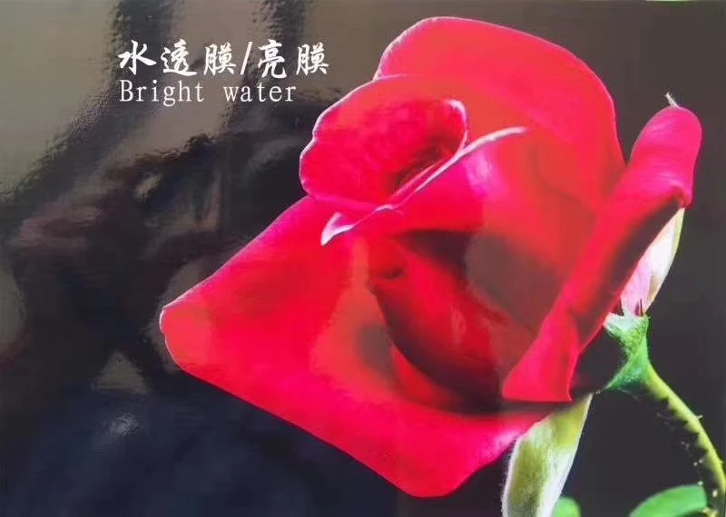 Photobook PVC Holographic Film Moisture-Proof Paper Decorative Adhesive Cold Lamination Film for Photos and Crafts