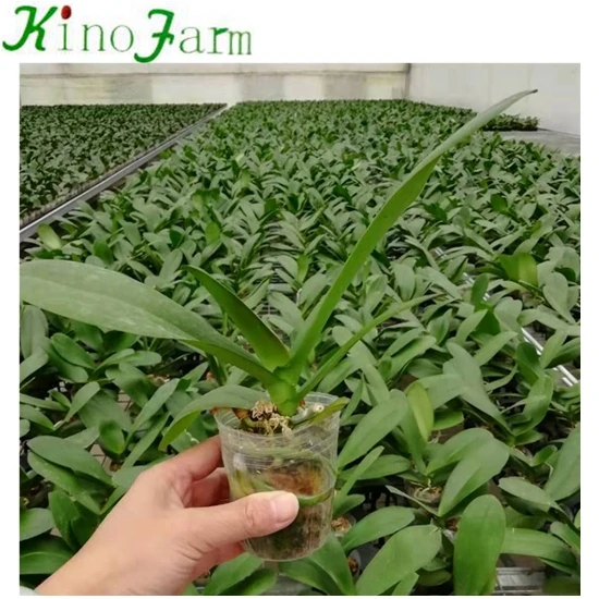 
Young Plant Phalaenopsis 