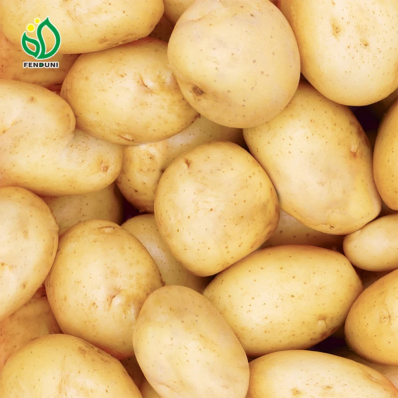 New crop fresh organic vegetables wholesale potato price of potato in bulk for export in China