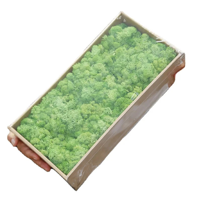 China factory wholesale preserved dried sphagnum moss Real Natural Stabilized Reindeer Preserved Moss