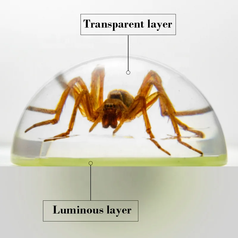 natural real spider insects animals resin desk decor hemisphere dome shape luminous custom ornaments insects resin crafts