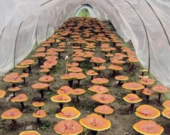 Высокочистый органический порошковый экстракт грибов рейши 10%-50%, полисахариды, гуанодерма люцидиум, гриб линджи