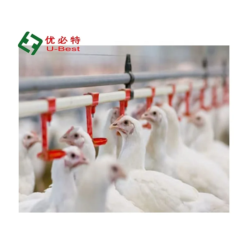 Good Quality Automatic  Broiler Feed and Drinking System Chicken Poultry Farm Equipment