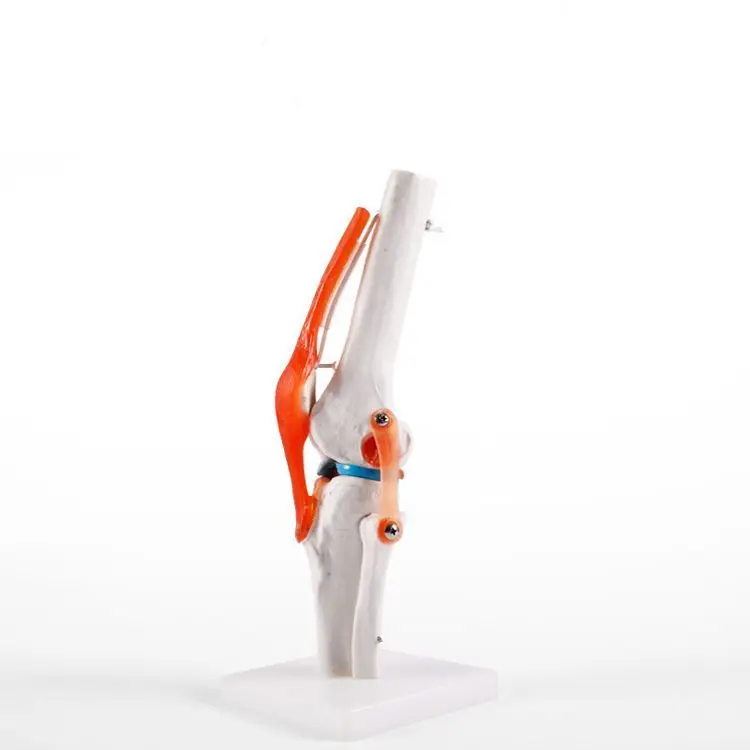 Medical Teaching Training Human Skeletal Model Life-size Knee Joint Pvc Material Model
