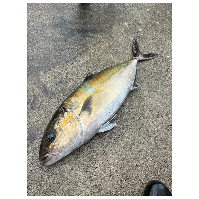 Great amberjack Japanese wholesale sashimi sushi seafood suppliers