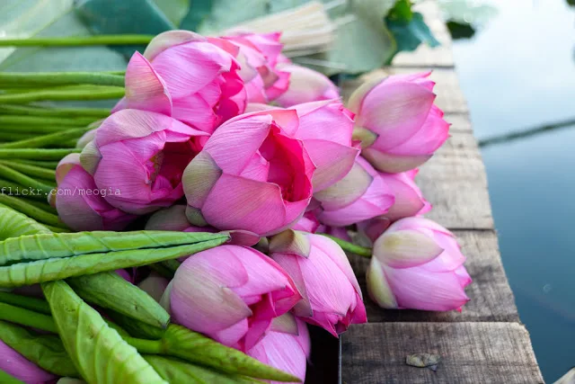 Fresh Lotus Flower from Vietnam - Competitive price