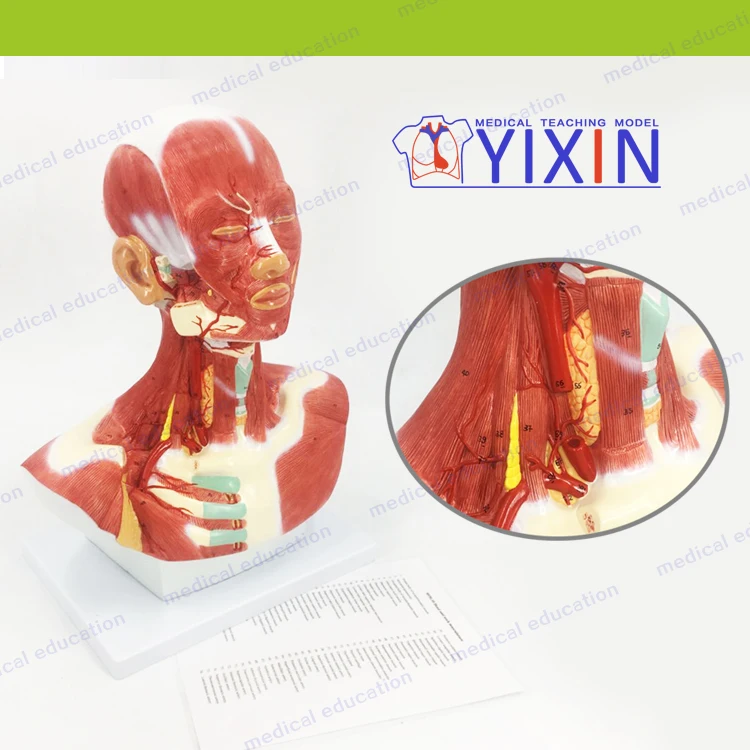 Human Head and Neck Musculature, Human head with neck