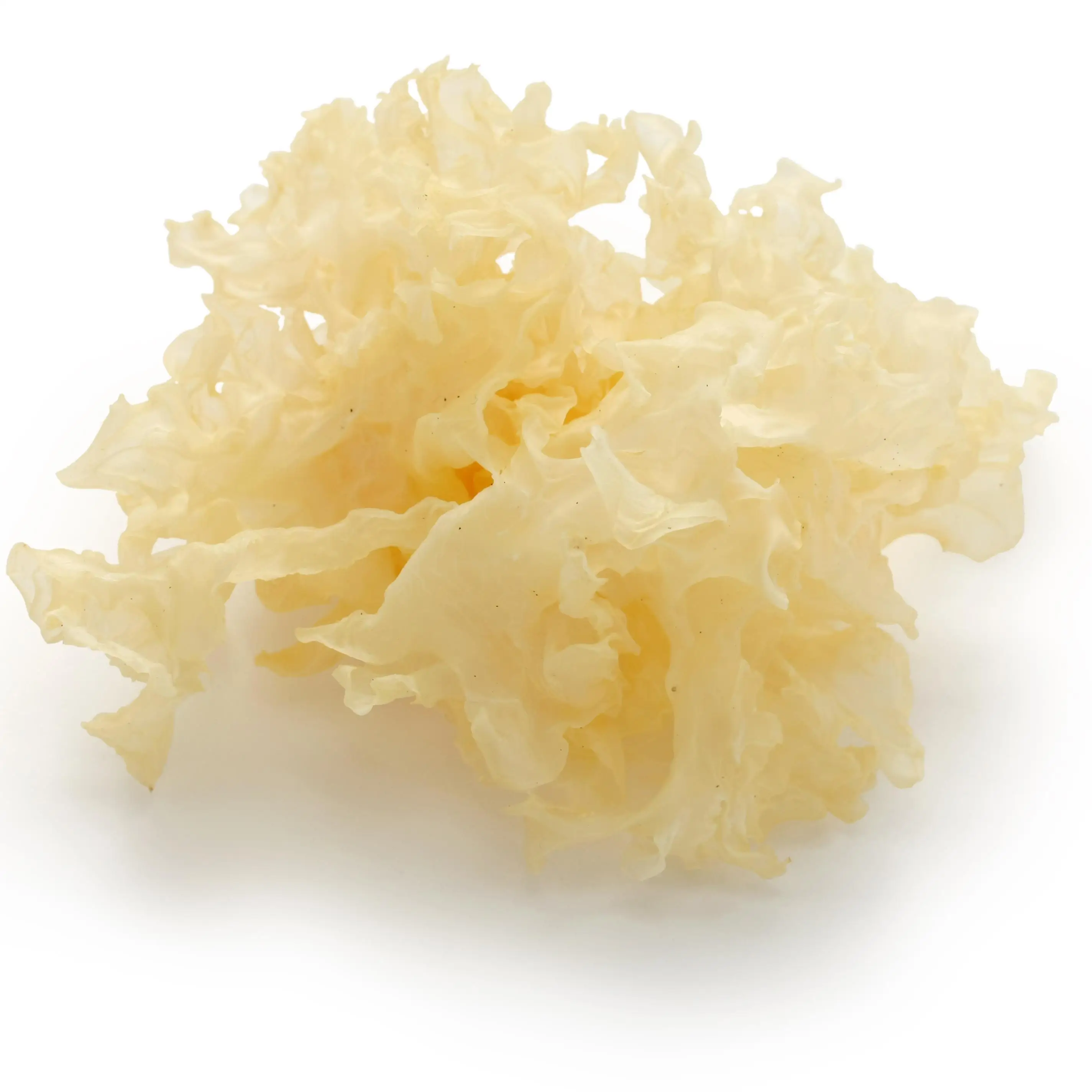 Сушеные дома tremella fuciformis от optimum nutrition для выращивания грибов