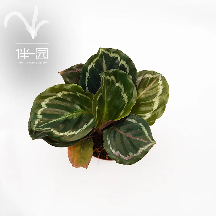 
Wholesale Natural green Plants Bonsai Calathea Medallion 