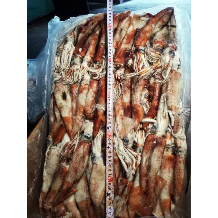 SANFENG SEAFOOD Best Price Whole Round Frozen Africa Squid