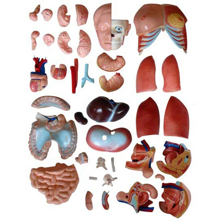 85-CM Unisex Torso Mannequin Internal Organs Anatomy Model