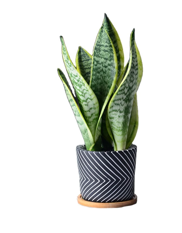 Wholsales Fresh Real snake plant sansevieria plants live snake plant