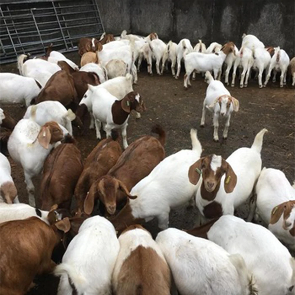 
Live Pure Breed Boer Goat / 100% Full Blood Live Boer Goats / Live Goats..for Distribution 
