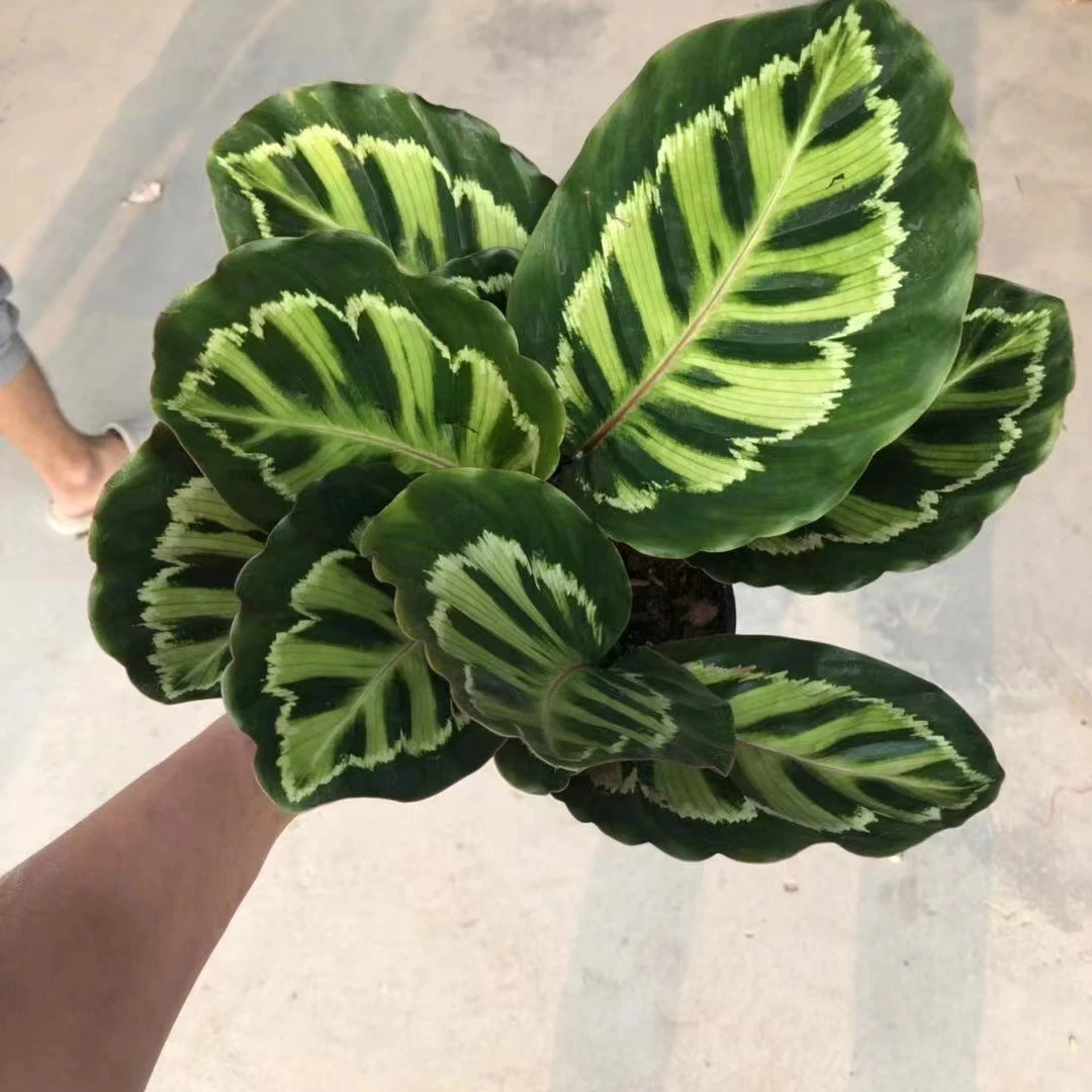 
Wholesale calatheas plants Aglaonema live plants Indoor bonsai woodly plants philodendron 