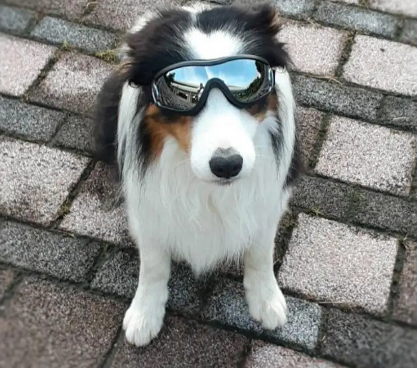 
Best Selling Adjustable Dog Goggles Dog Sunglasses UV-Proof Waterproof Windproof 