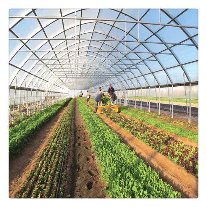 High Quality Plastic Film Single Span Galvanized Steel Structure Greenhouse with Hydroponic System