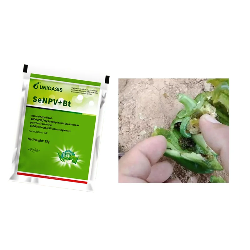 Spodoptera Exigua Spodoptera Litura Killing Best Organic Pesticides  SeNPV Bt can be used on Cotton bollworm pesticides to use