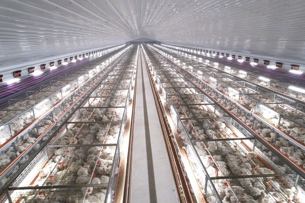 High strength chicken farming broiler cages with automatic harvester equipments for chicken poultry farm