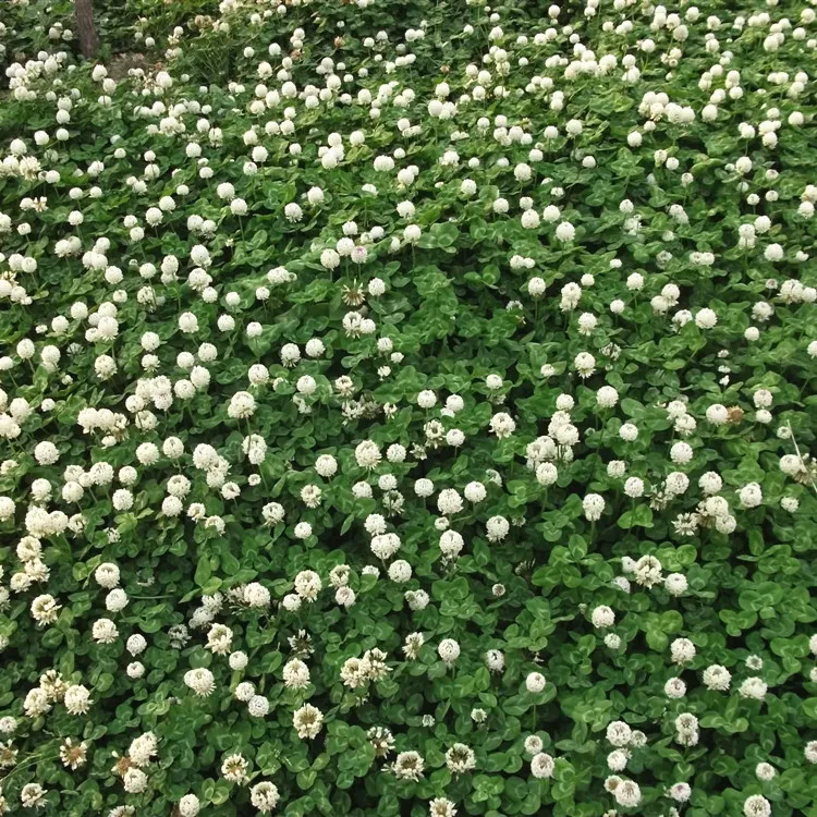 
New Arrival Lawn Grass Seeds Leaf Clover White Seeds For Garden Ornaments 