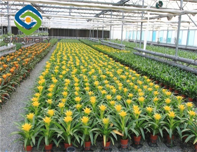 Wholesale greenhouse China factory price manufacture greenhouse