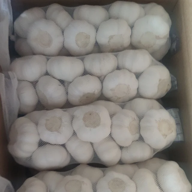 Cheap Price Shandong Fresh Vegetable Garlic  5.5cm Pure White Garlic