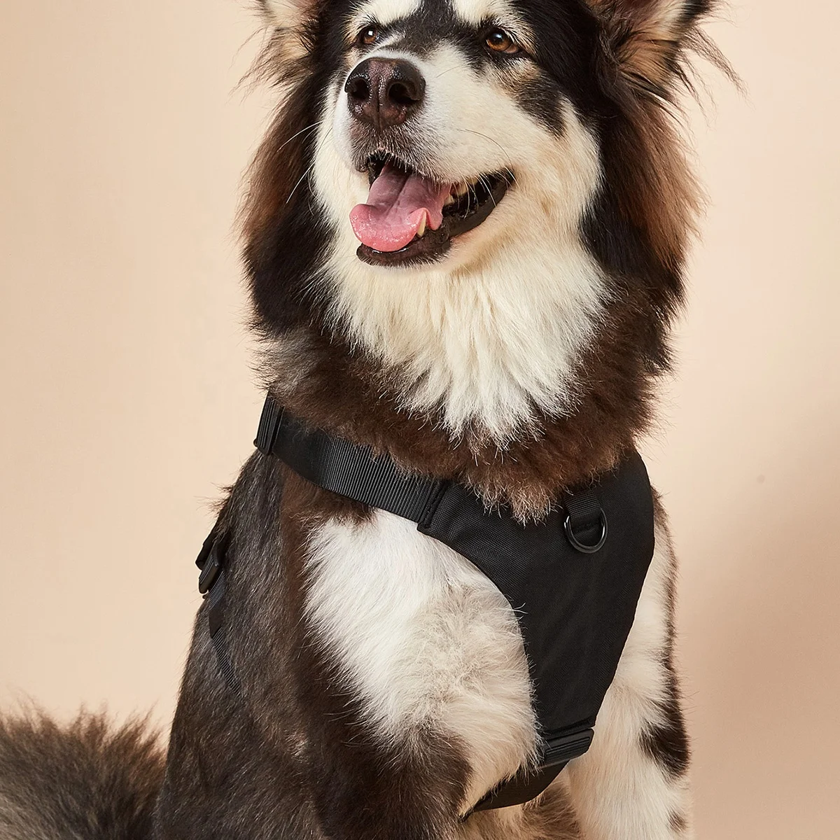 Wholesale OEM Manufacture Multi Colors Fashion Luxury Jacket Personalized Nylon Easy Adjustable Dog Pet Harness
